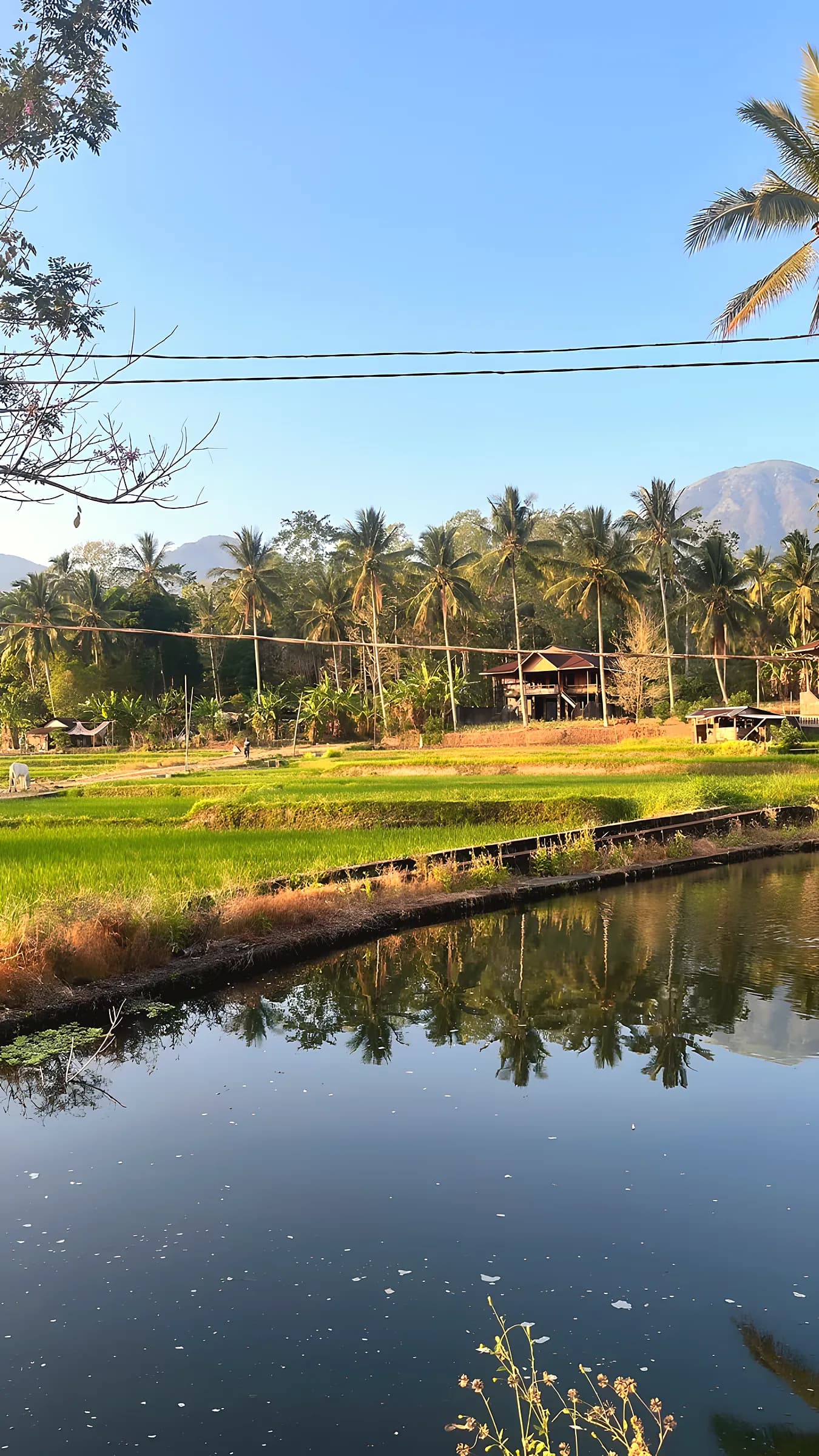 Rimbun pohon kelapa di tepi sawah Taratara II dengan pegunungan di belakangnya